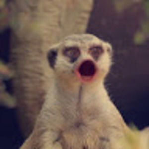 Meet your Posher, Dezzie